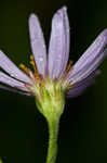 Tatarian aster